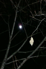 20081211205328